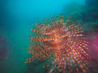 E poi gli spirografi (sabella spallanzanii) con le loro estensioni filiformi di color giallo e violetto